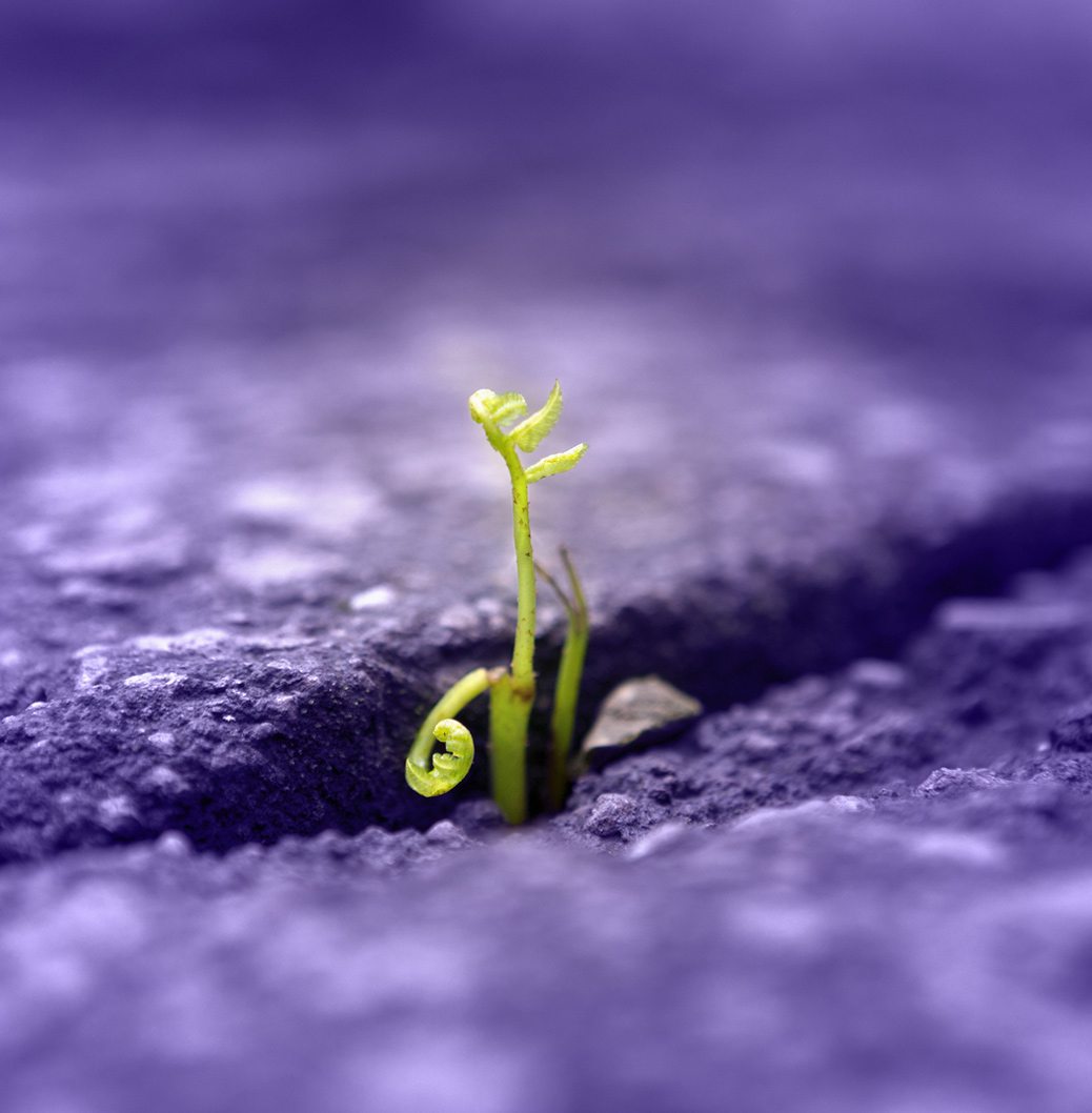 Close-up of a small green plant sprouting from cracked asphalt, with purple text overlay 'Our Story' describing the company's mission to manufacture and distribute quality medicines globally.